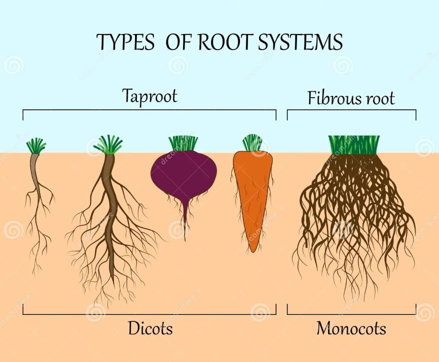 Taproot system and a fibrous root