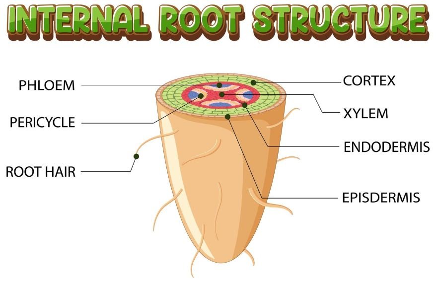 Cross-section of a root